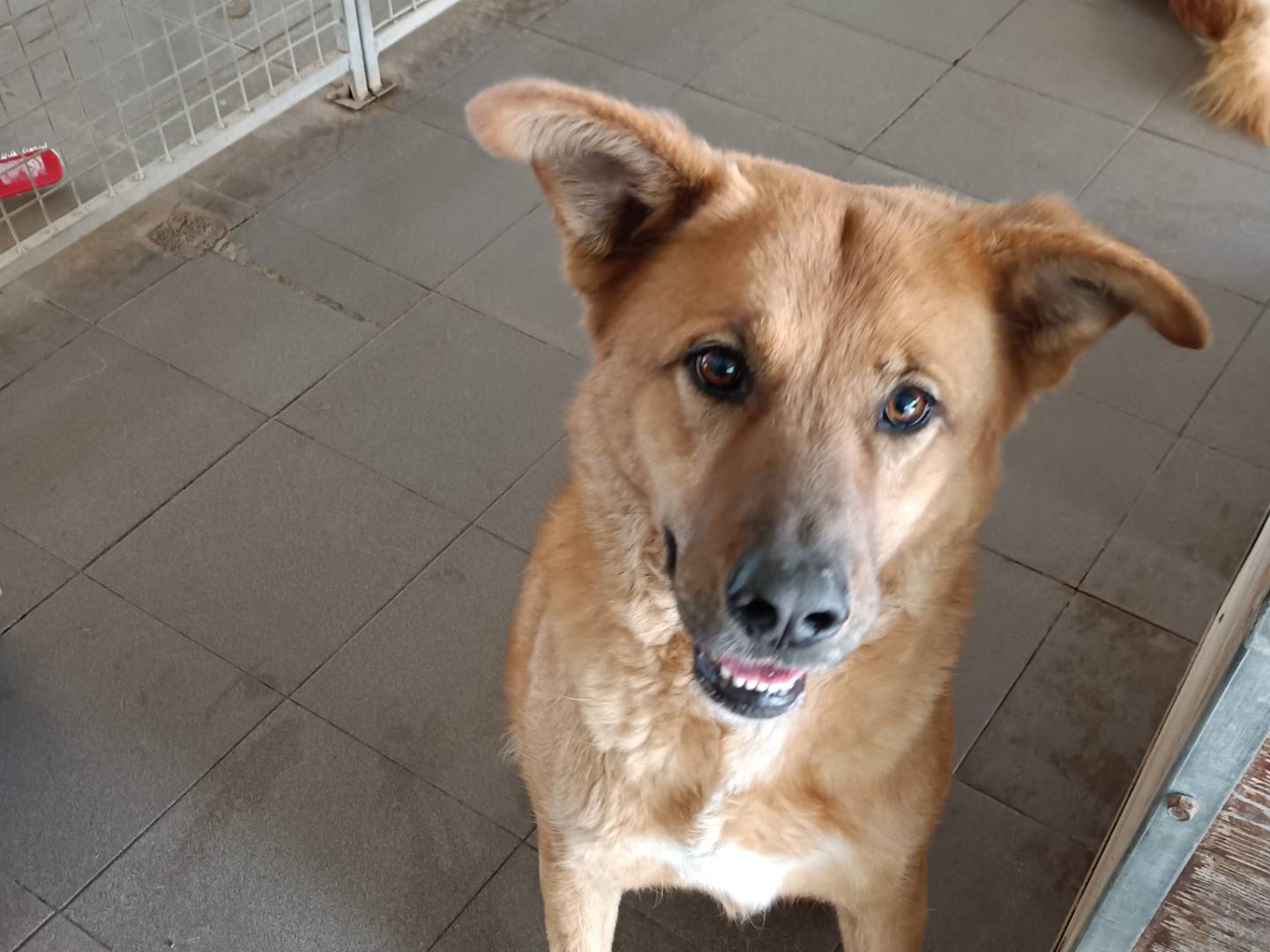 Adozione cane, femmina, Razza sconosciuta Razza sconosciuta, 6 anni e 2 mesi, taglia grande, Potenza