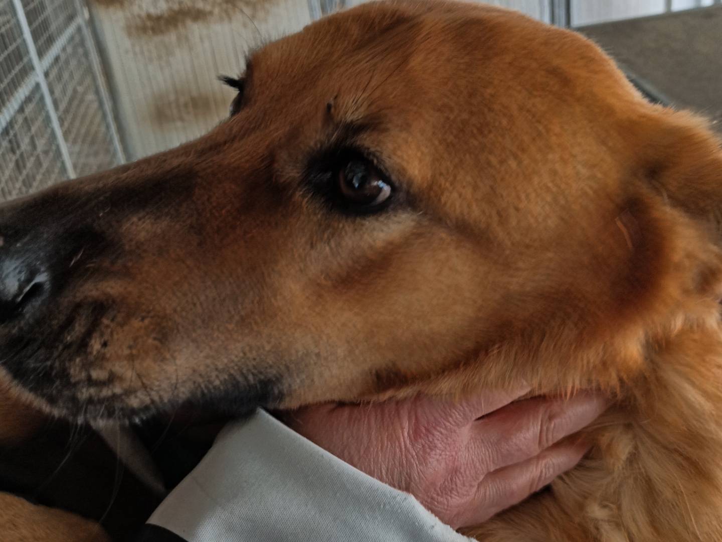 Adotta un cane, femmina, 6 anni e 2 mesi, Potenza
