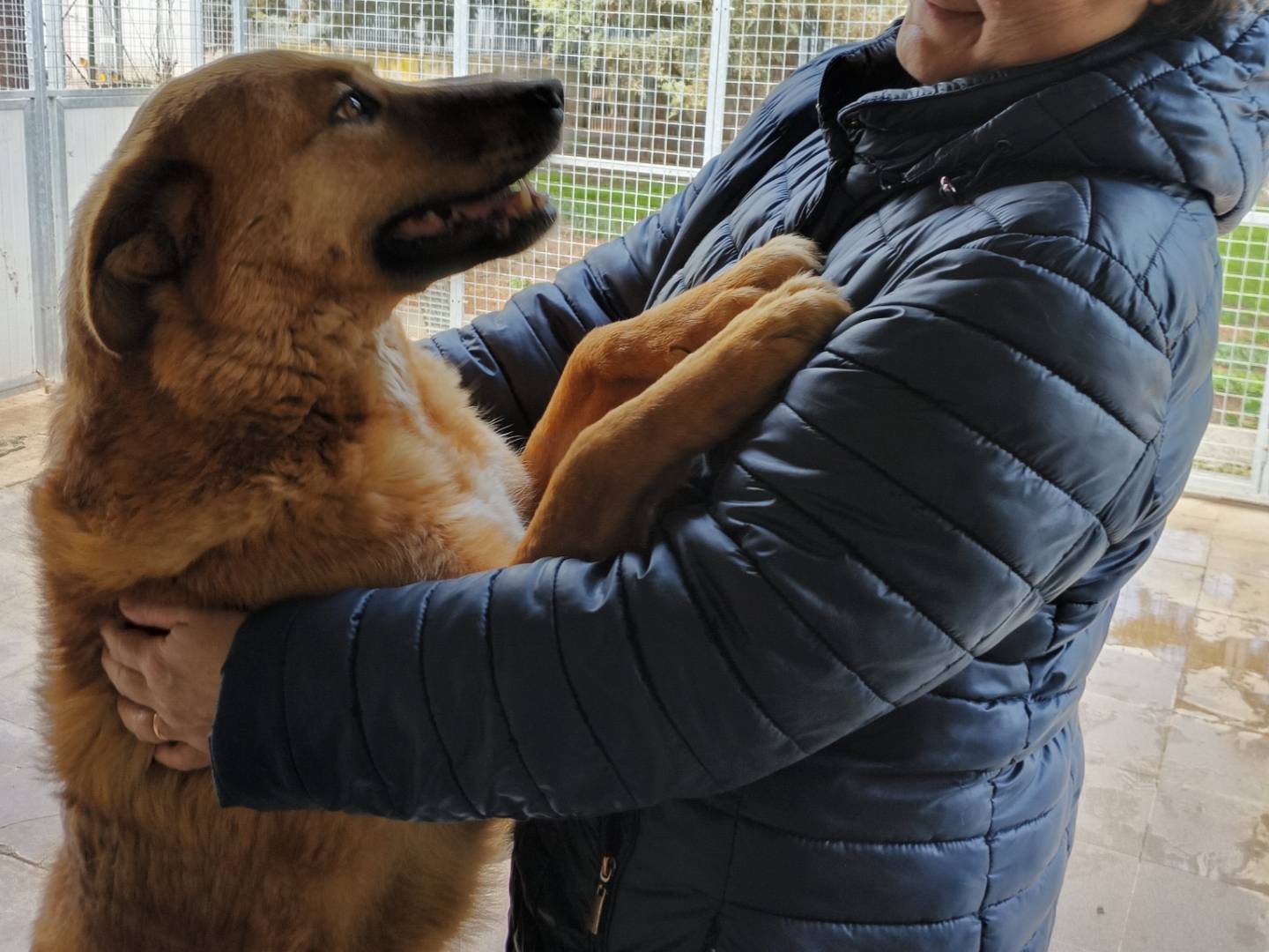 Adotta un cane, taglia grande, femmina, Potenza