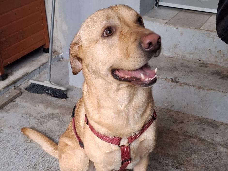 Adozione cane, maschio, Labrador Retriever Razza sconosciuta, 3 anni e 11 mesi, taglia grande, Milano