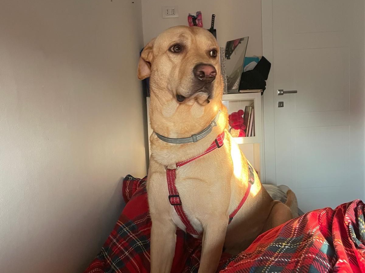 Adotta un cane, maschio, 3 anni e 11 mesi, Milano