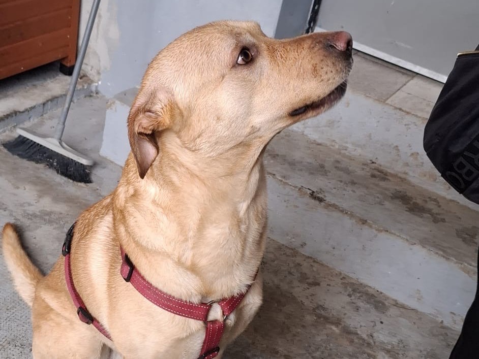 Vuoi adottare un cane a Milano?