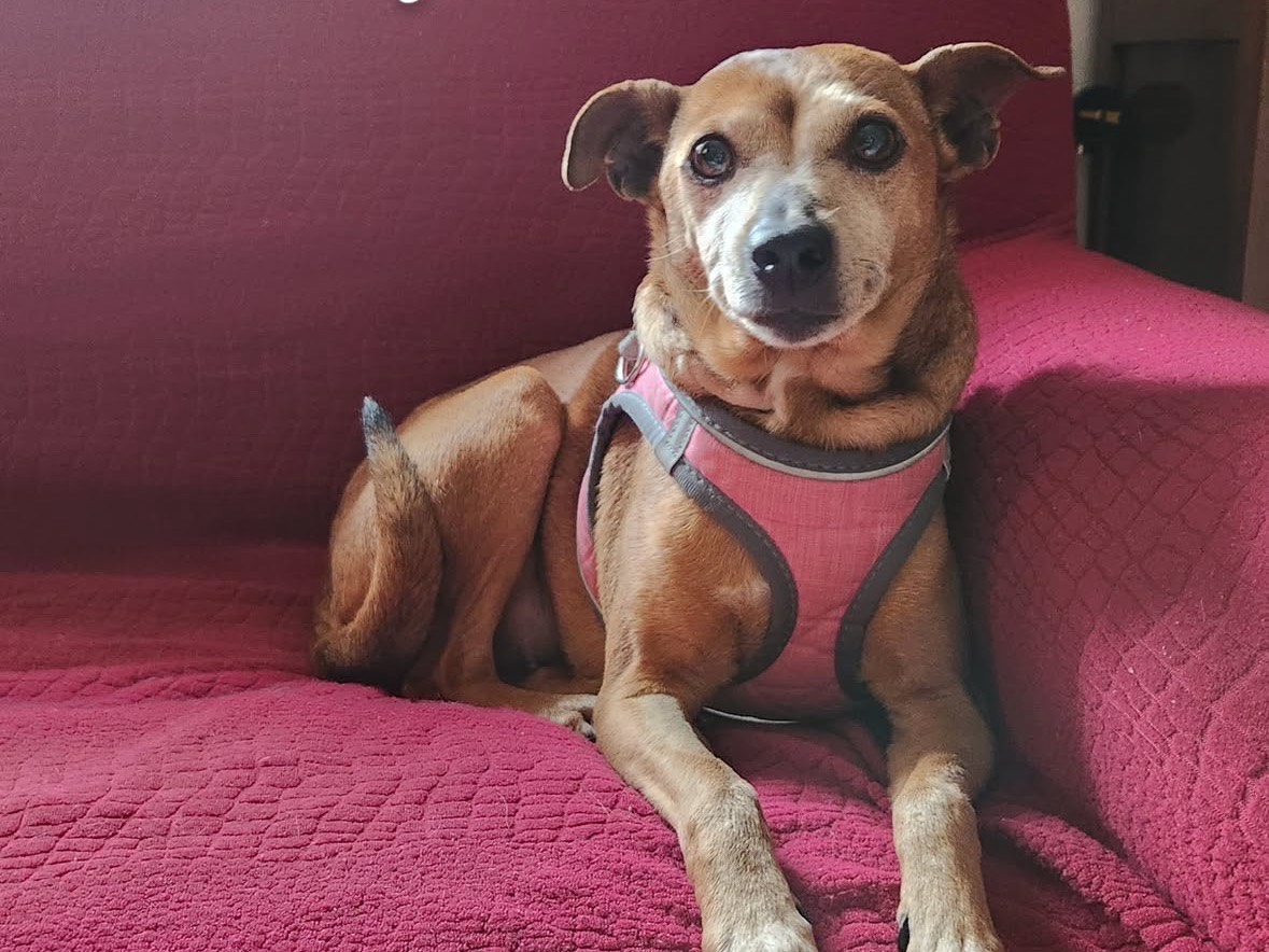 Adozione cane, femmina, Pinscher Razza sconosciuta, 6 anni e 11 mesi, taglia piccola, Cosenza