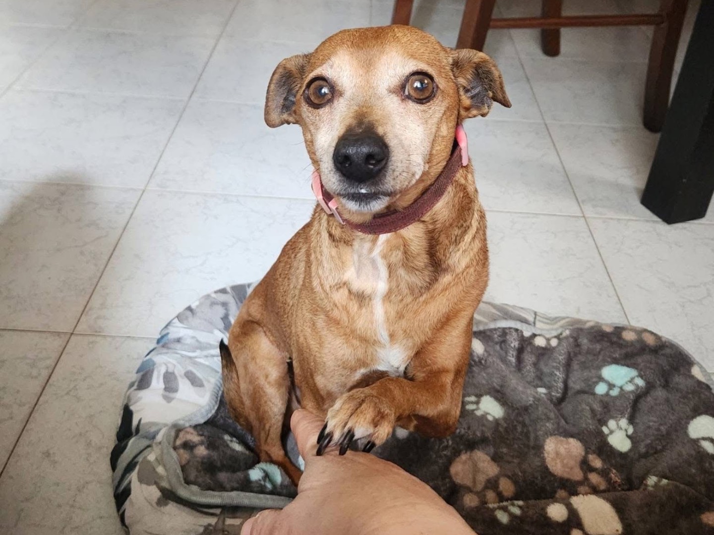 Adotta un cane, femmina, 6 anni e 11 mesi, Cosenza