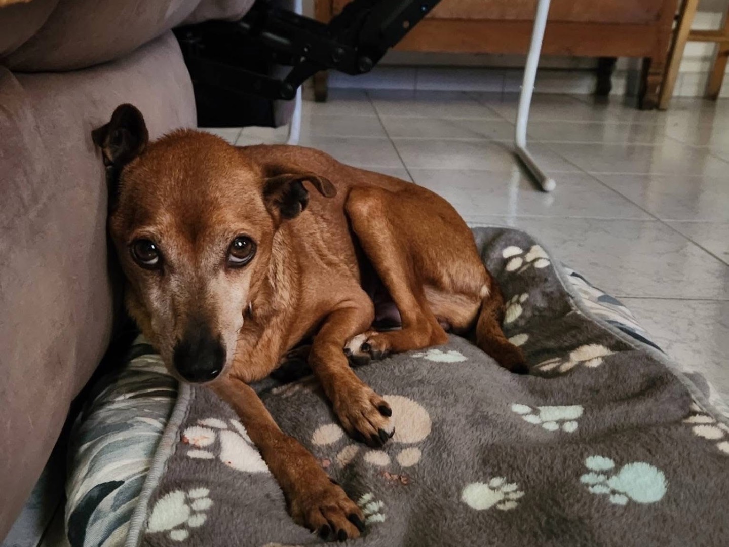 Adotta un cane, taglia piccola, femmina, Cosenza