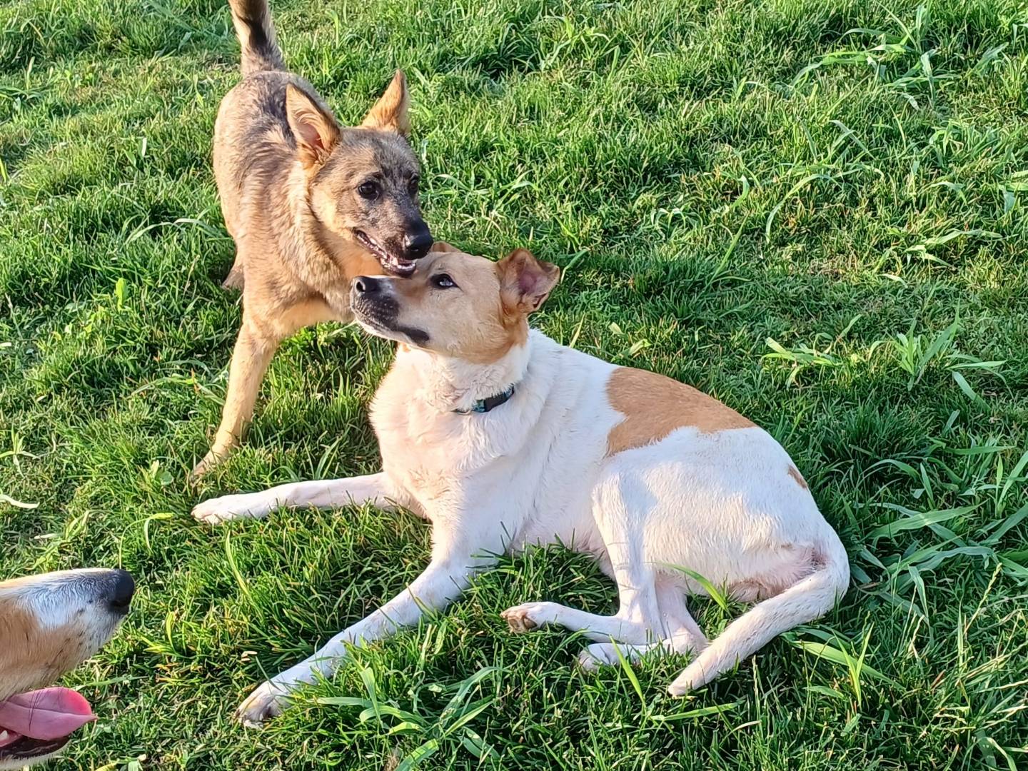 Adozione cane, maschio, Razza sconosciuta Razza sconosciuta, 3 anni e 5 mesi, taglia media contenuta, Barletta