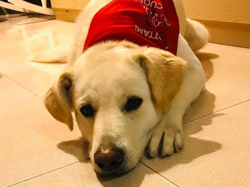 Adozione cane, maschio, Razza sconosciuta Razza sconosciuta, 4 anni, taglia media, Barletta