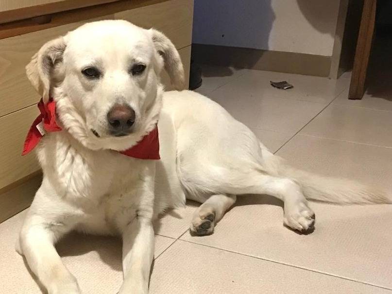Adotta un cane, maschio, 4 anni, Barletta