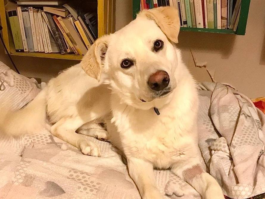 Adotta un cane, taglia media, maschio, Barletta