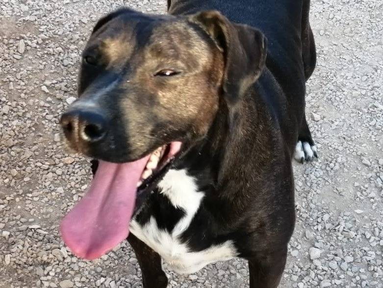 Adozione cane, femmina, Razza sconosciuta Razza sconosciuta, 8 anni e 2 mesi, taglia grande, Barletta