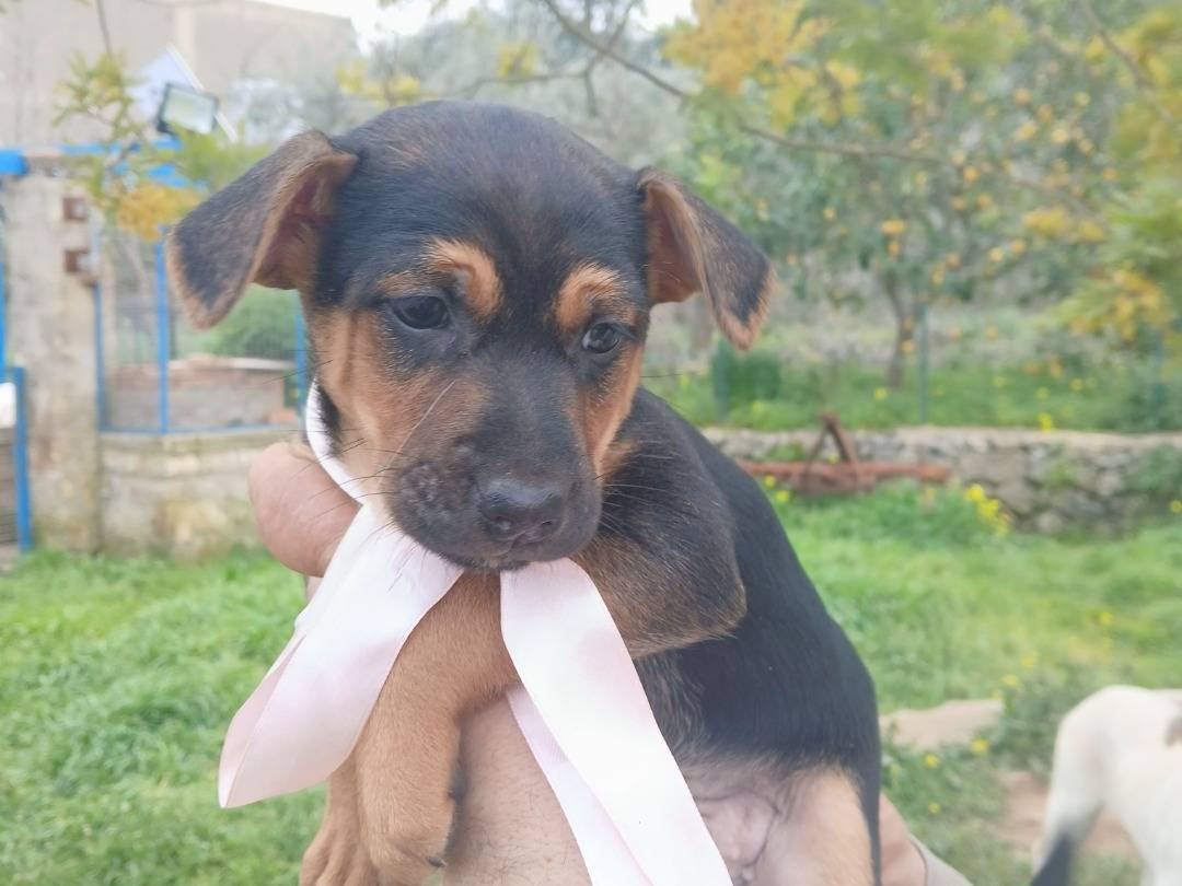 Adozione cane, femmina, Razza sconosciuta Razza sconosciuta, 1 mesi, taglia media contenuta, Siracusa