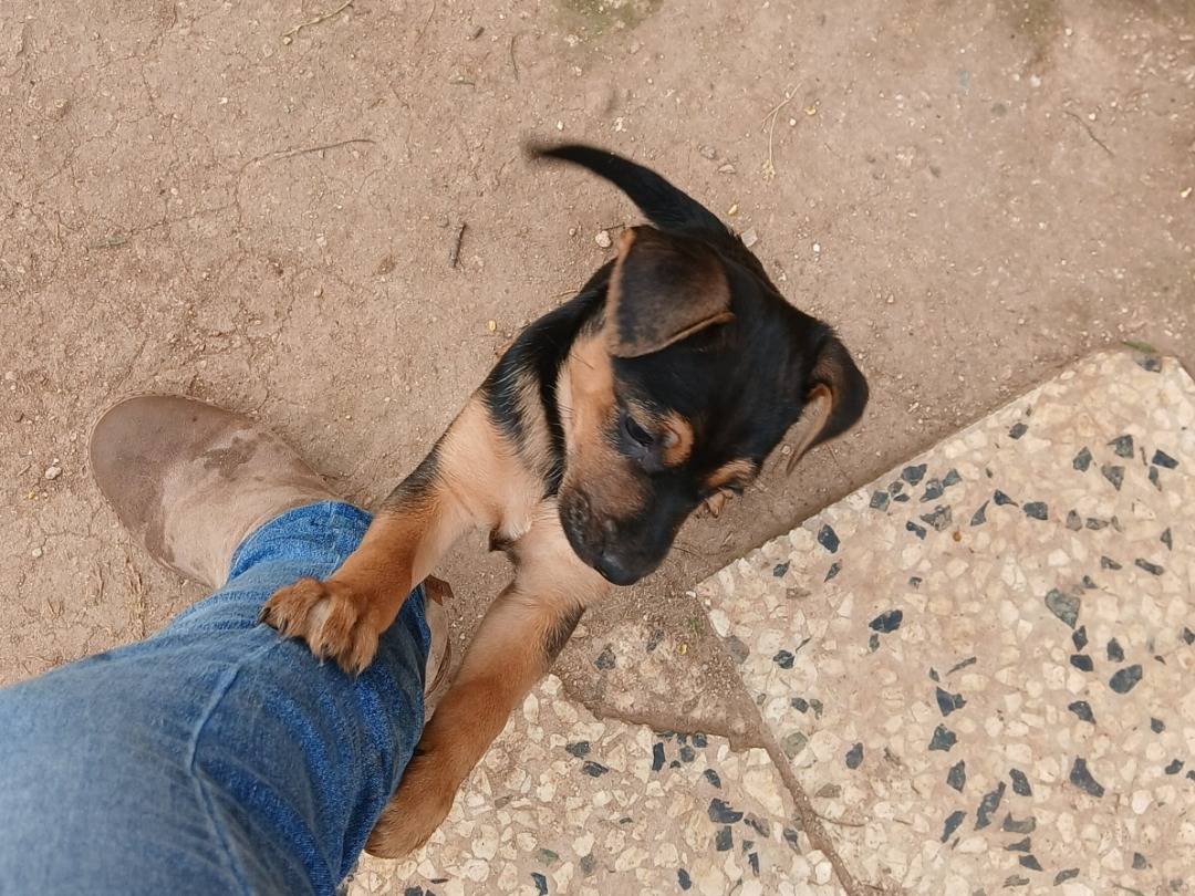 Adotta un cane, femmina, 1 mesi, Siracusa