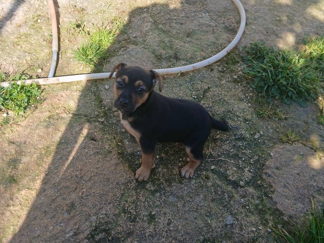 Adotta un cane, taglia media contenuta, femmina, Siracusa