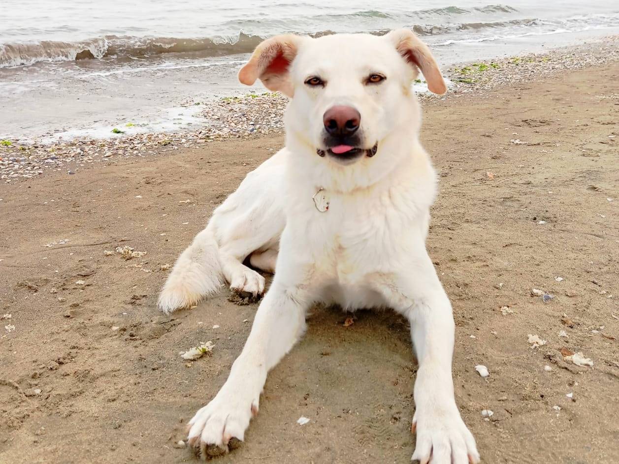 Vuoi adottare un cane a Barletta?