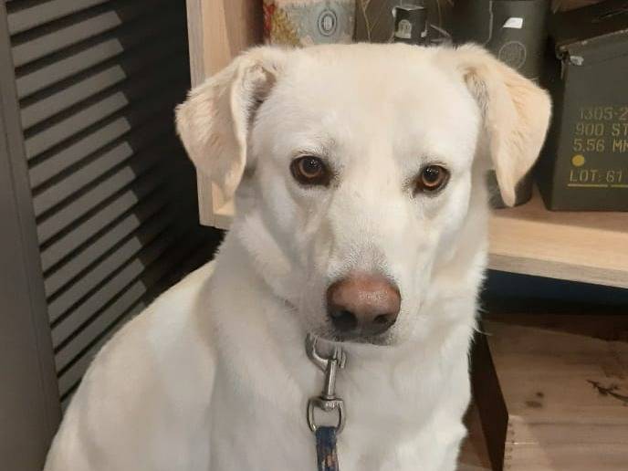 Adotta il cane Orio a Barletta