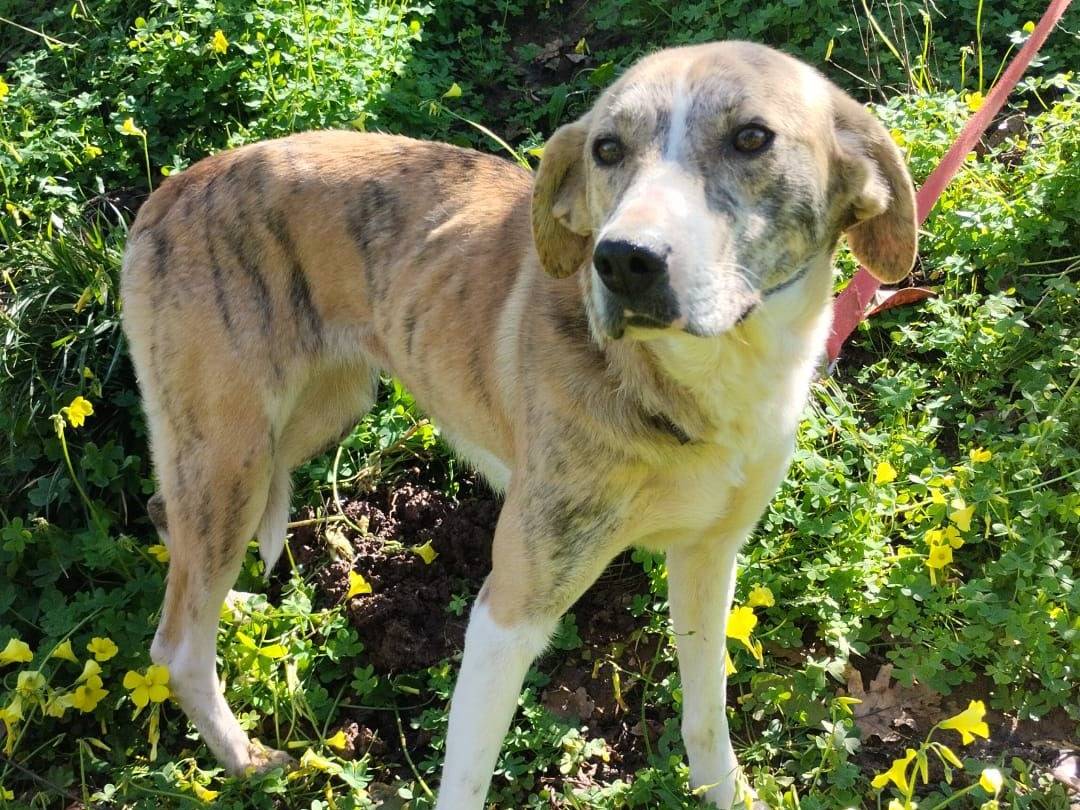 Adozione cane, femmina, Razza sconosciuta Razza sconosciuta, 1 anno, taglia media, Vibo