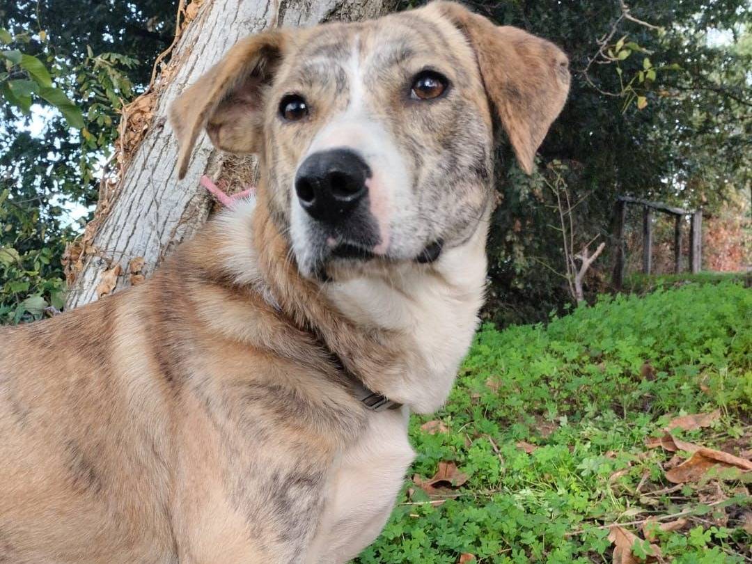 Adotta un cane, taglia media, femmina, Vibo