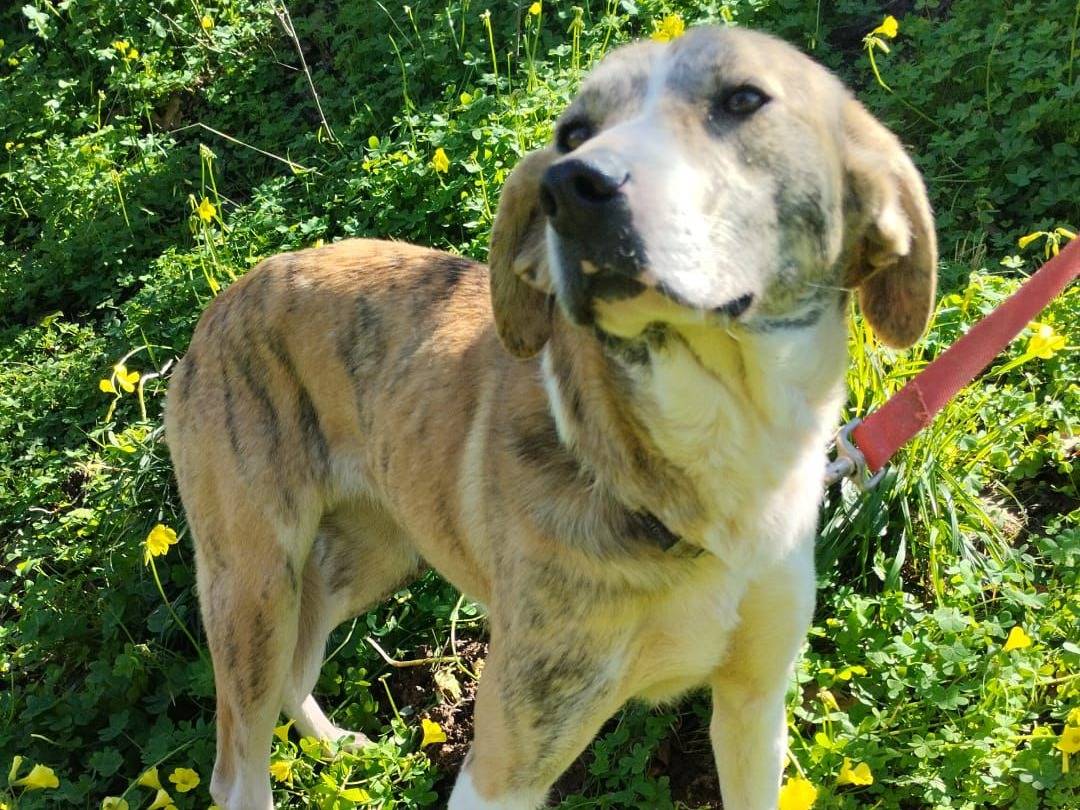 Vuoi adottare un cane a Vibo?