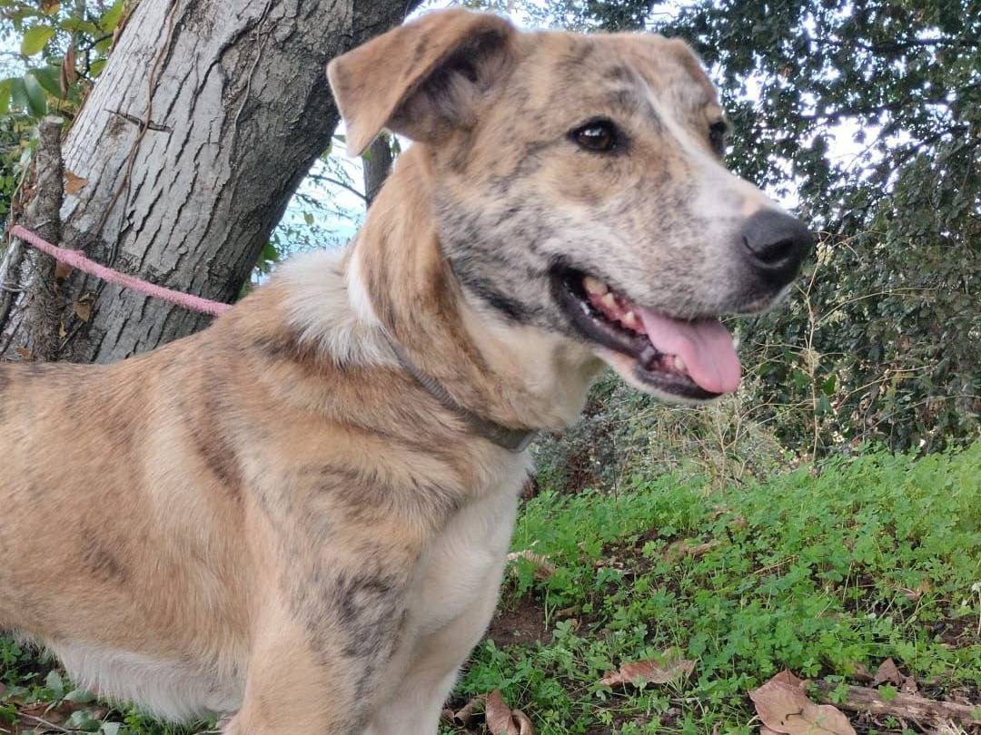 Adotta il cane TIGRE a Vibo