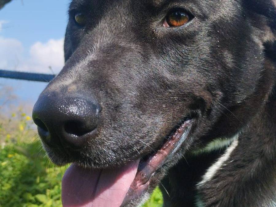 Adozione cane, femmina, Razza sconosciuta Razza sconosciuta, 1 anno, taglia media, Vibo