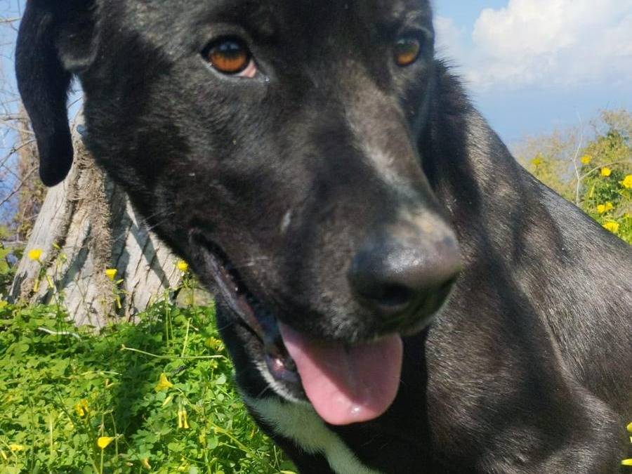 Adotta un cane, taglia media, femmina, Vibo