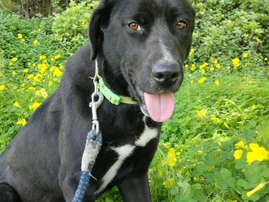 Vuoi adottare un cane a Vibo?