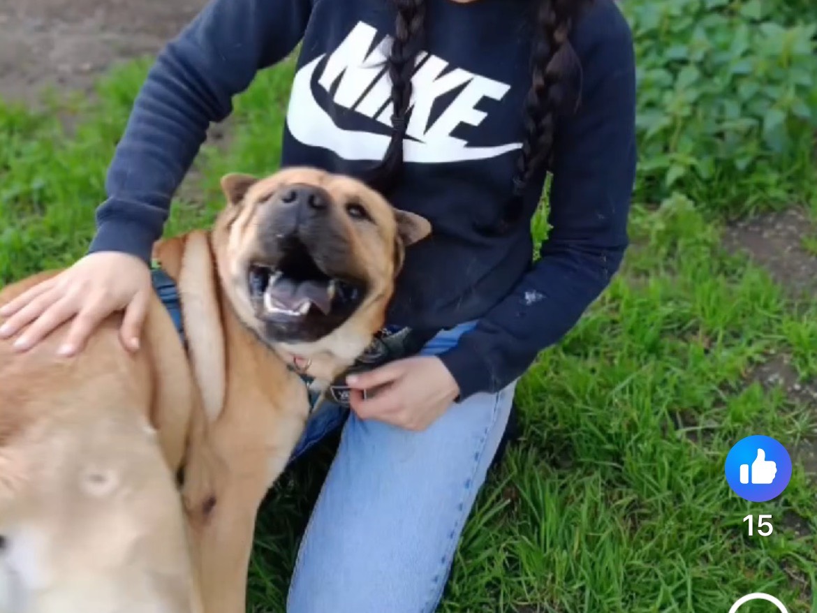 Vuoi adottare un cane a Caserta?