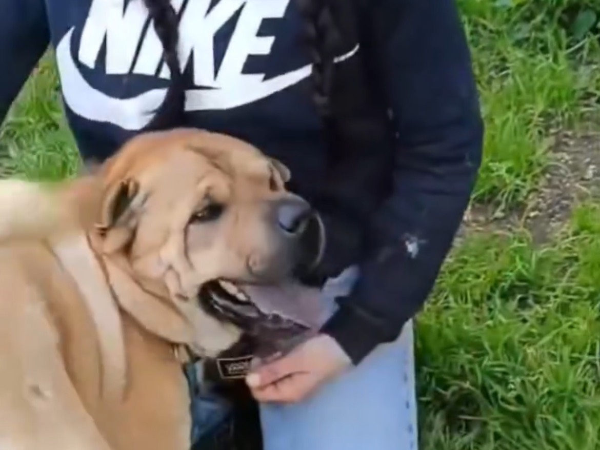 Adotta il cane MAX a Caserta