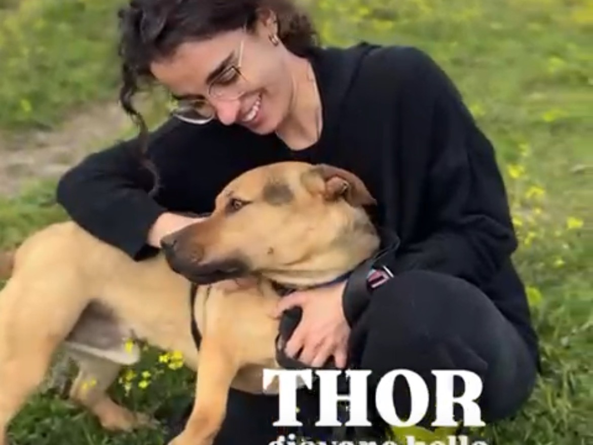 Adozione cane, maschio, Bassotto Pitbull, 2 anni e 7 mesi, taglia media contenuta, Caserta