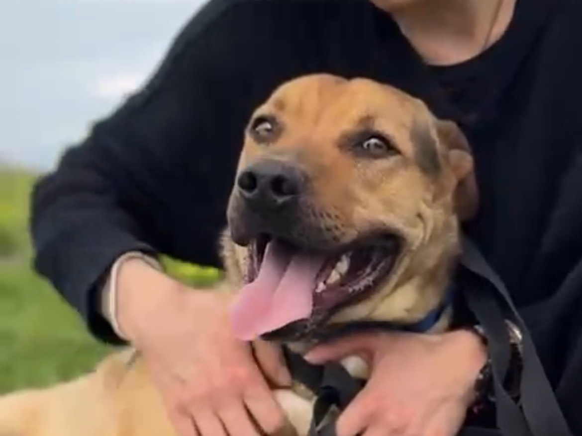 Adotta un cane, maschio, 2 anni e 7 mesi, Caserta