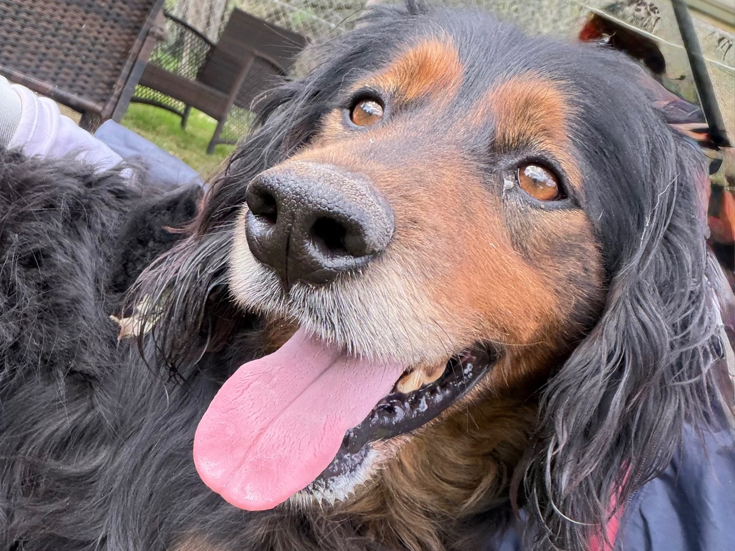 Adozione cane, maschio, Razza sconosciuta Razza sconosciuta, 5 anni e 8 mesi, taglia media, Salerno