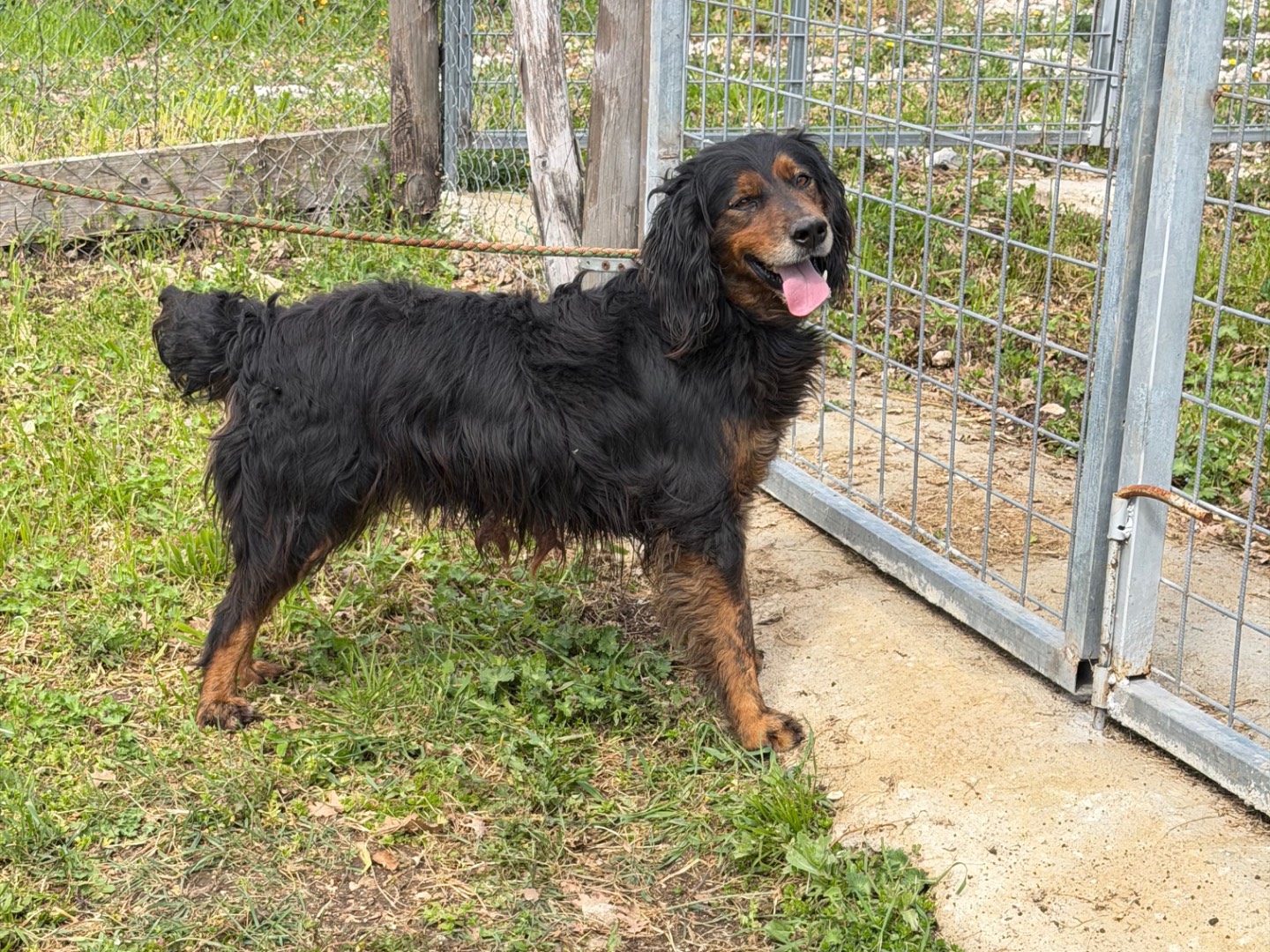 Adotta un cane, maschio, 5 anni e 8 mesi, Salerno