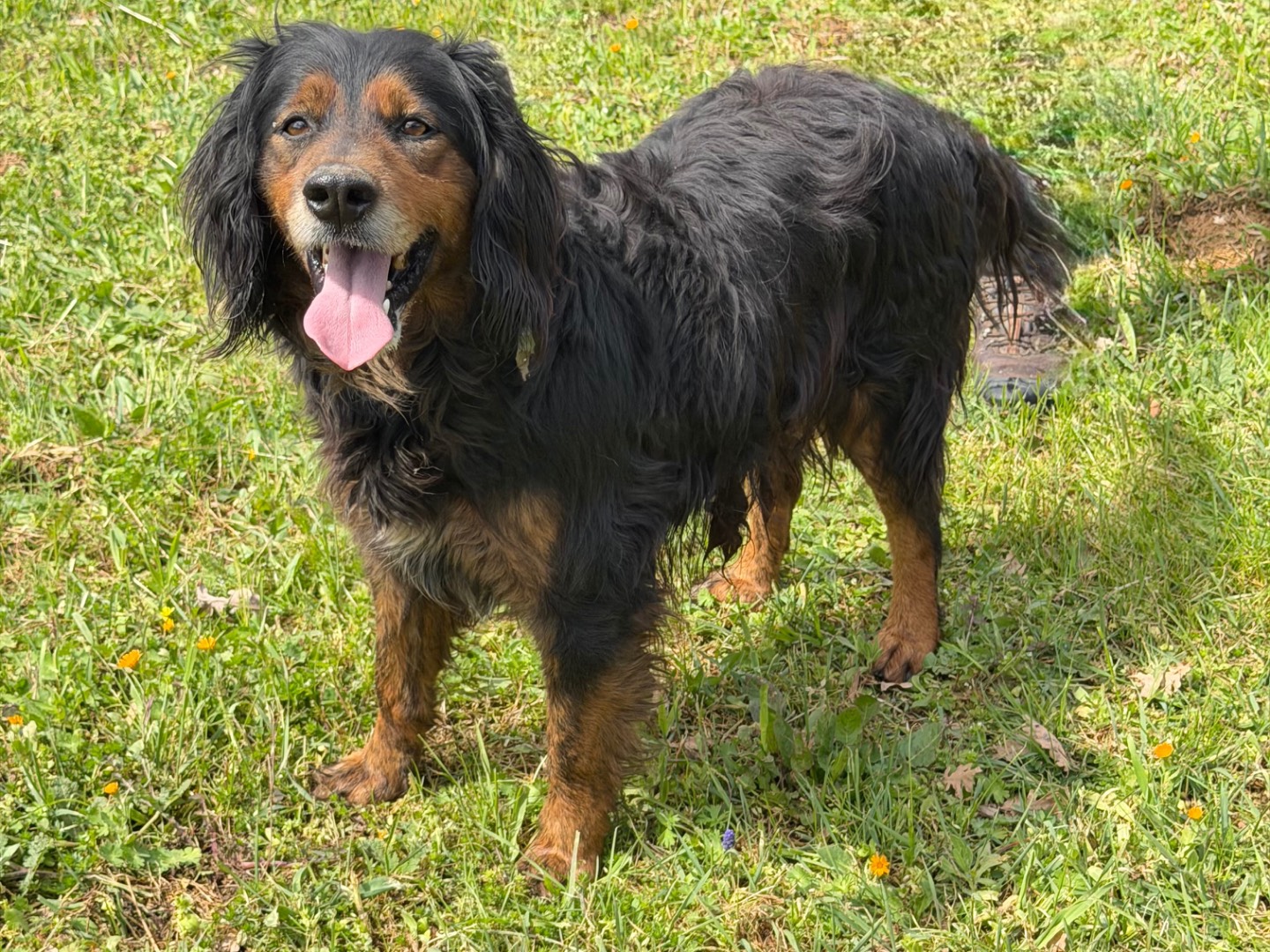Adotta un cane, taglia media, maschio, Salerno