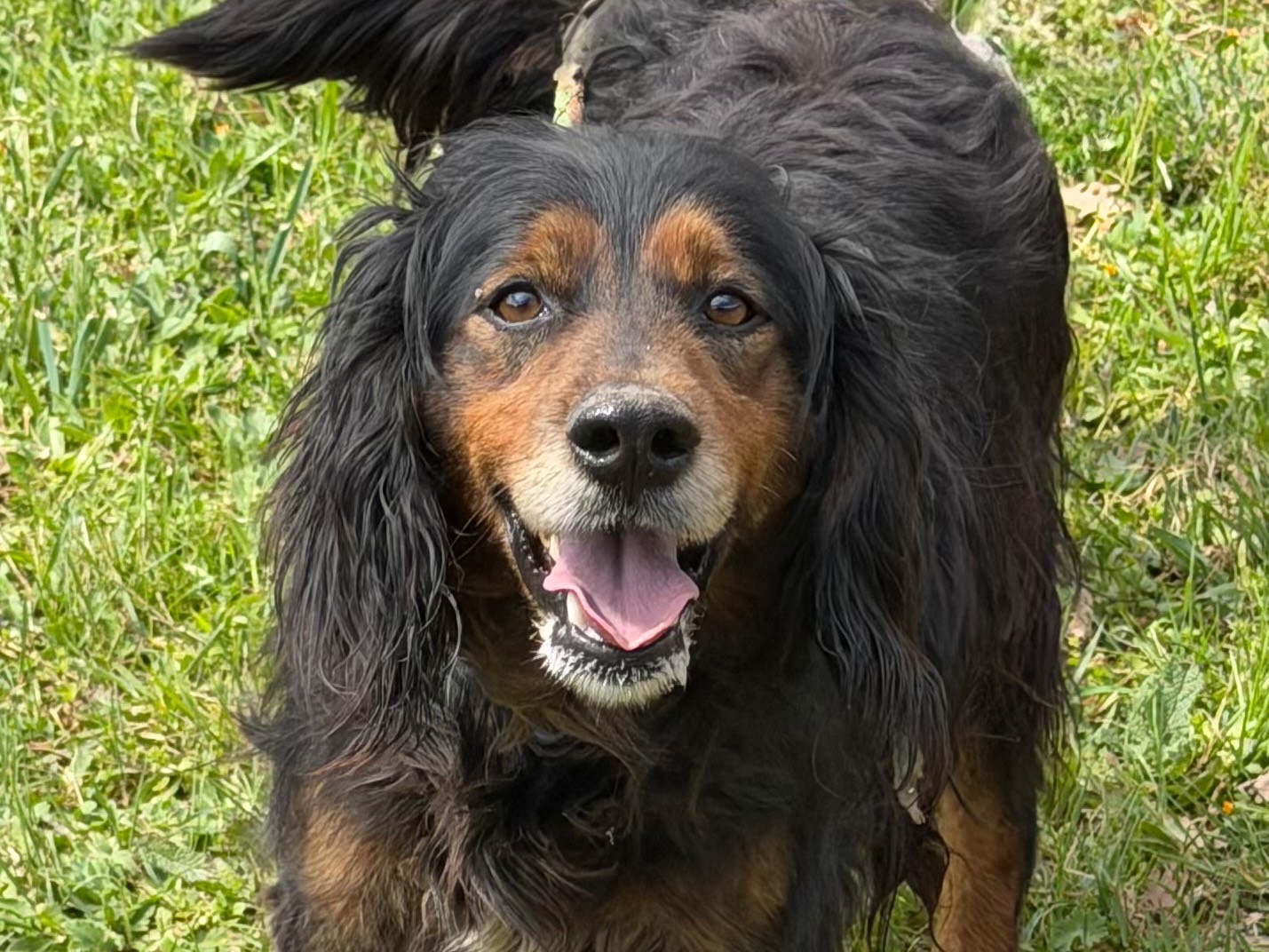 Vuoi adottare un cane a Salerno?