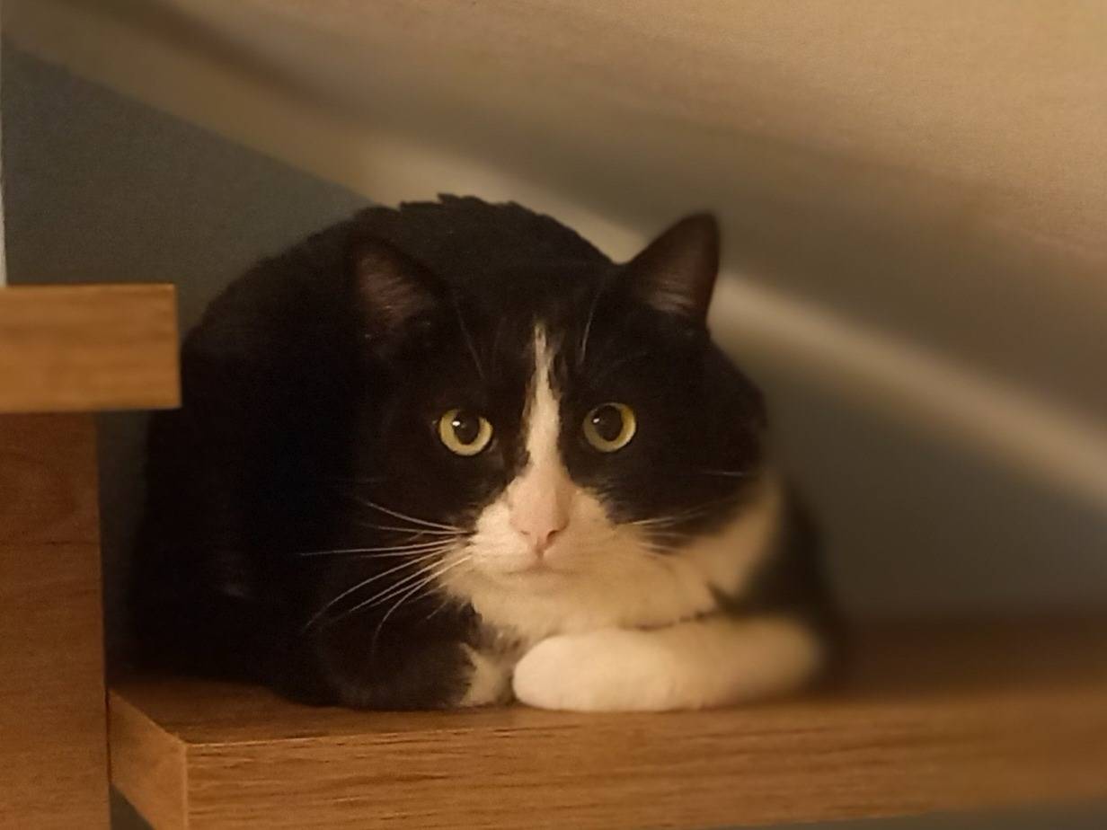 Adozione gatto, maschio, Razza sconosciuta Razza sconosciuta, 2 anni, taglia non valida, Ancona