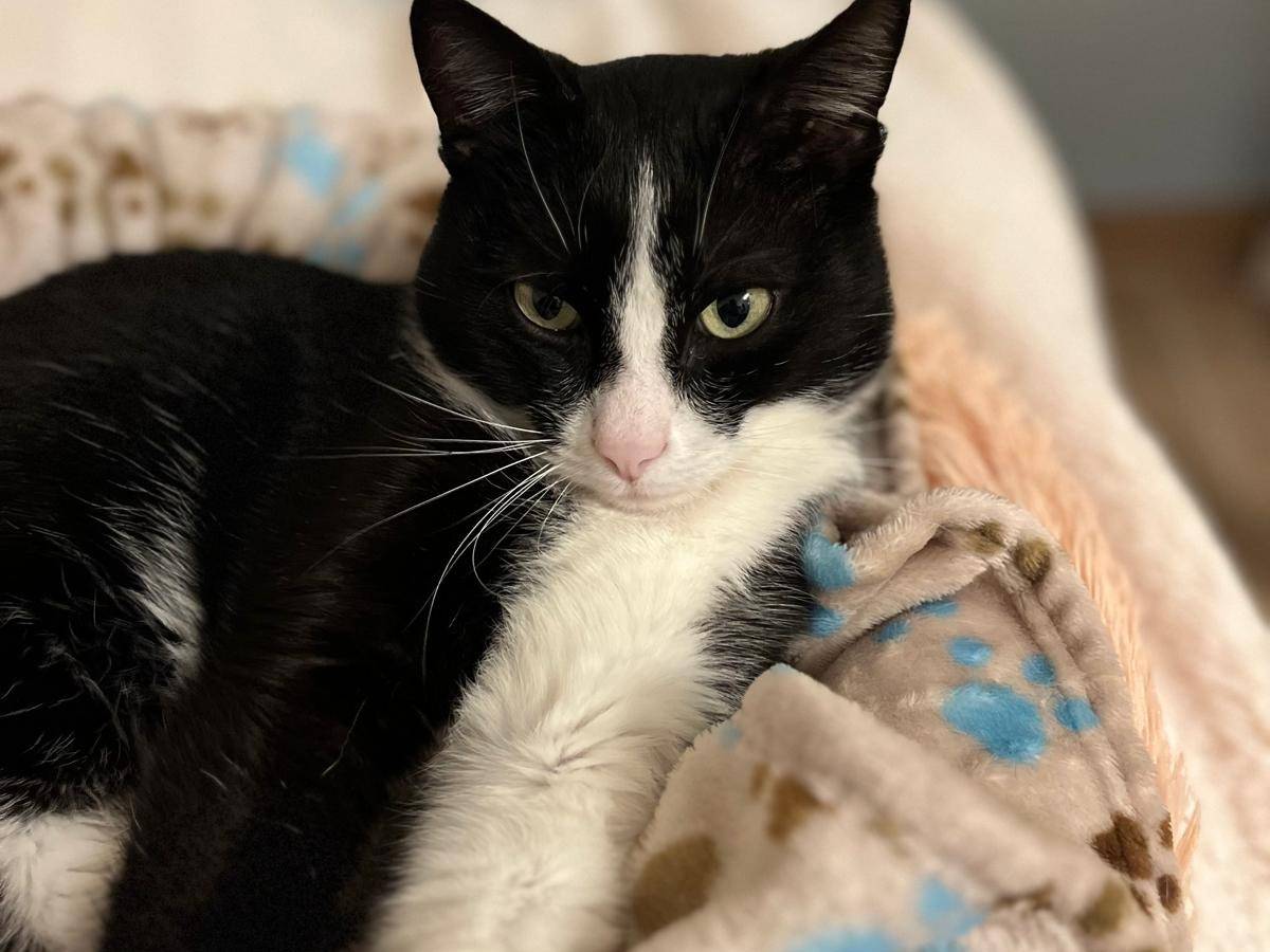 Adotta un gatto, maschio, 2 anni, Ancona