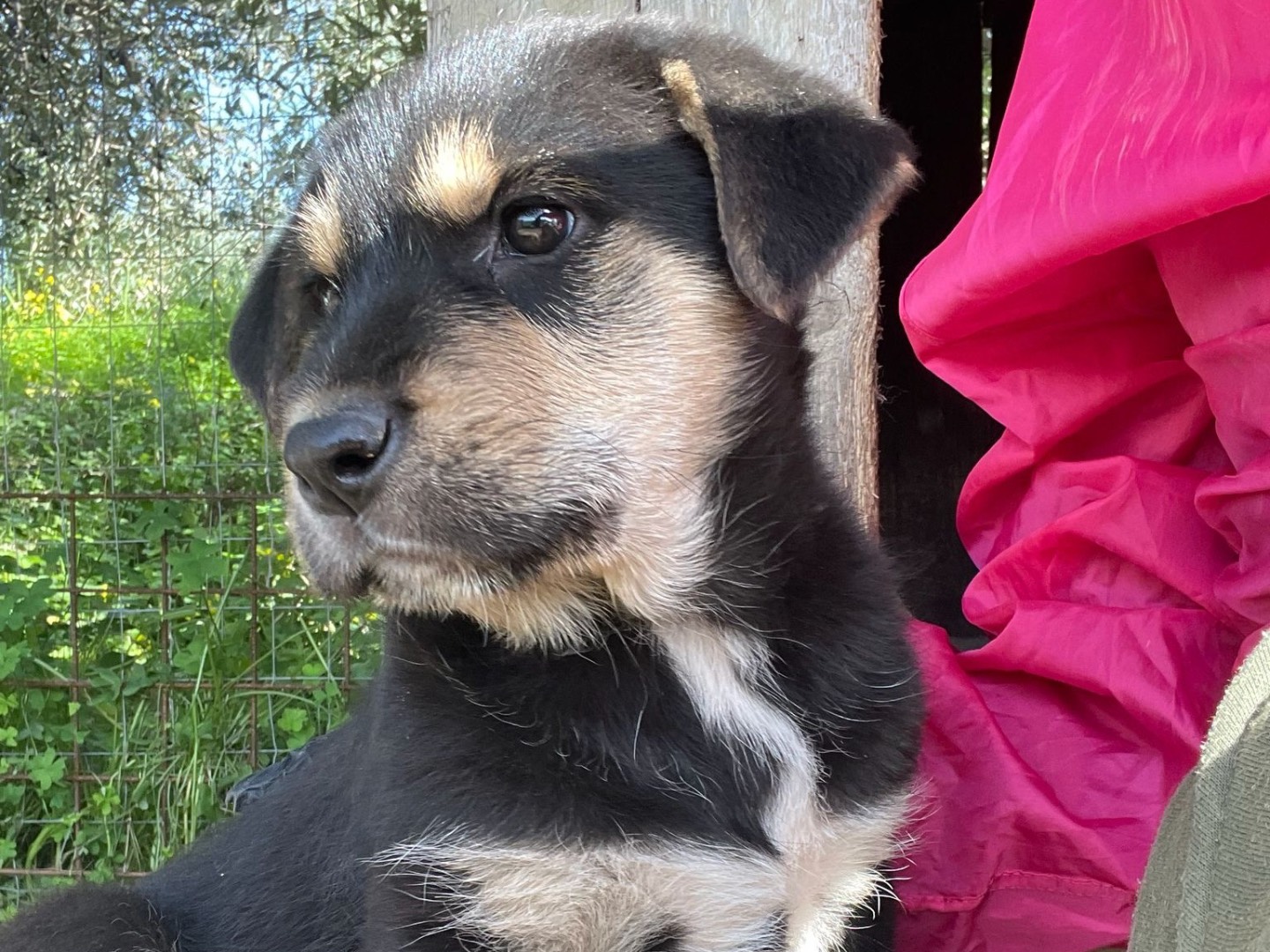 Adozione cane, femmina, Razza sconosciuta Razza sconosciuta, 2 mesi, taglia grande, Agrigento