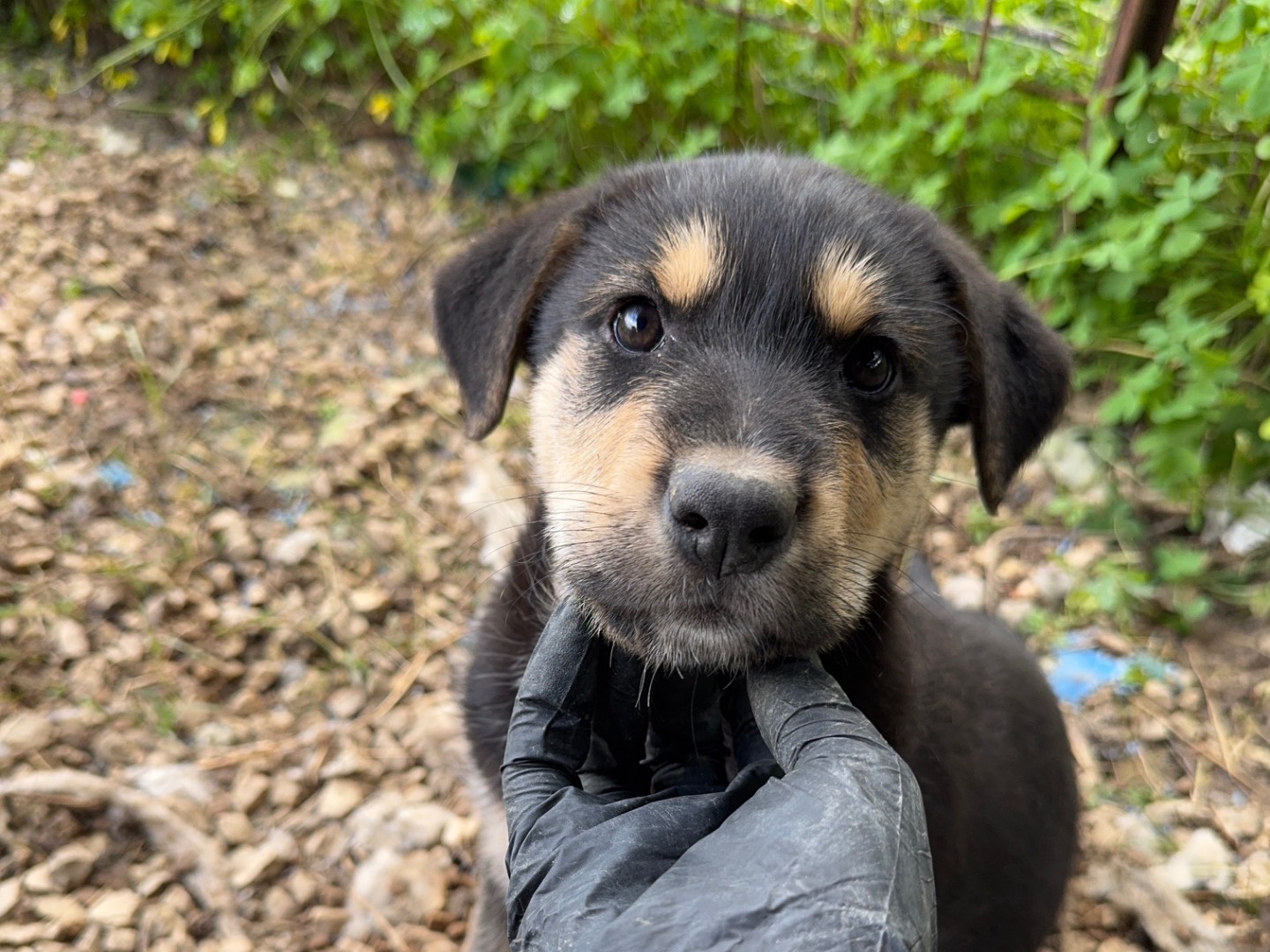 Adotta un cane, femmina, 2 mesi, Agrigento