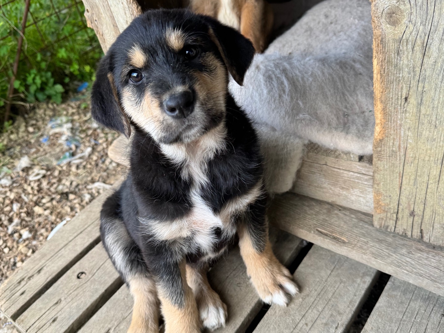 Adotta un cane, taglia grande, femmina, Agrigento