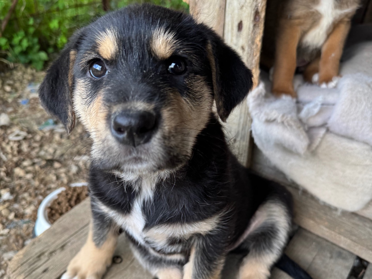 Vuoi adottare un cane a Agrigento?