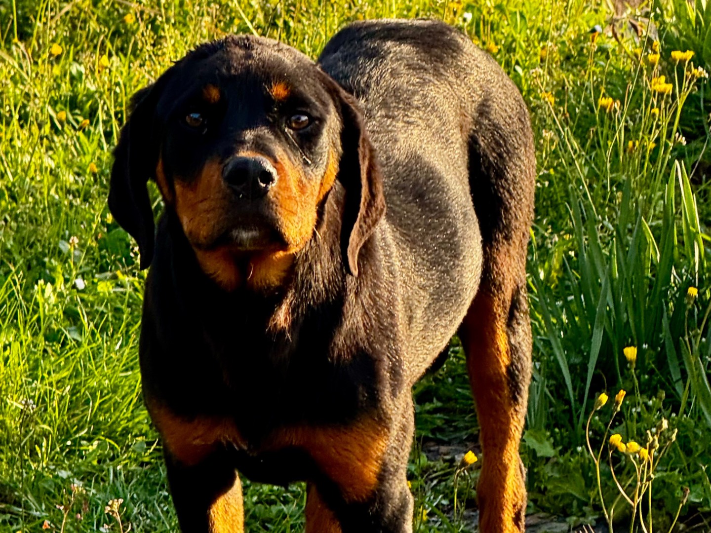 Adotta un cane, maschio, 5 mesi, Salerno