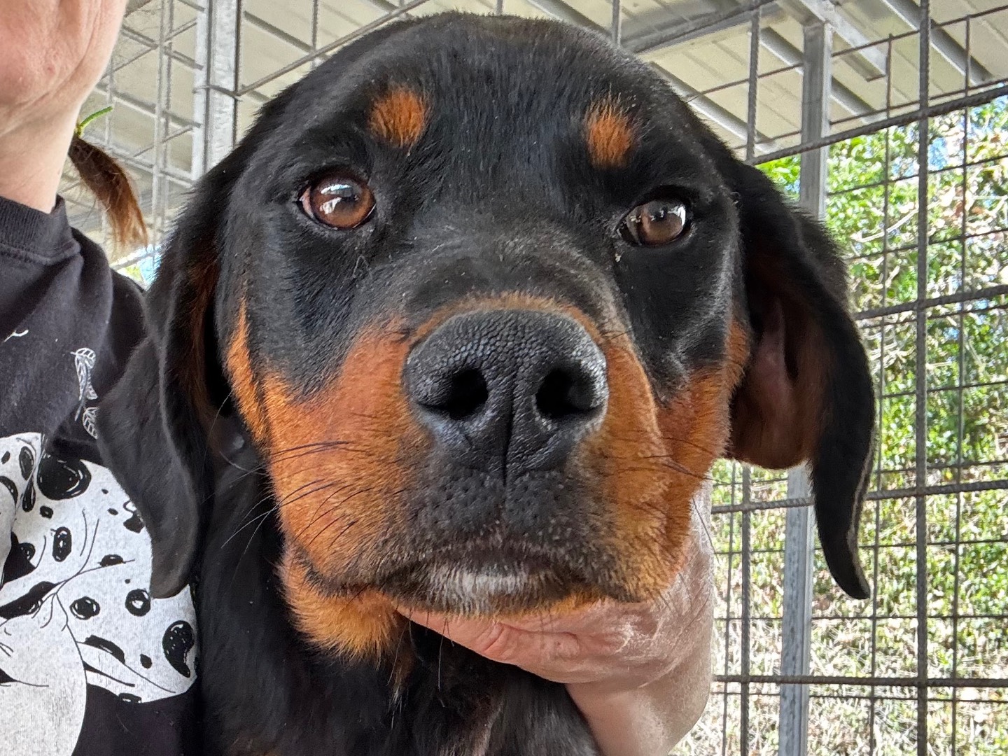 Vuoi adottare un cane a Salerno?