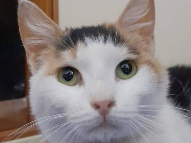 Adotta un gatto, femmina, 4 anni e 2 mesi, Barletta