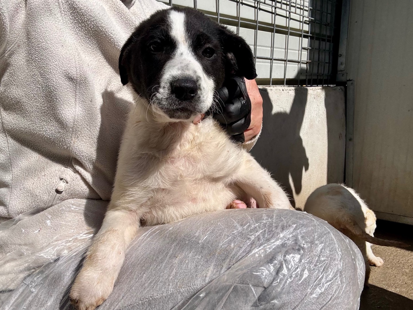 Adozione cane, maschio, Razza sconosciuta Razza sconosciuta, 2 mesi, taglia media, Salerno