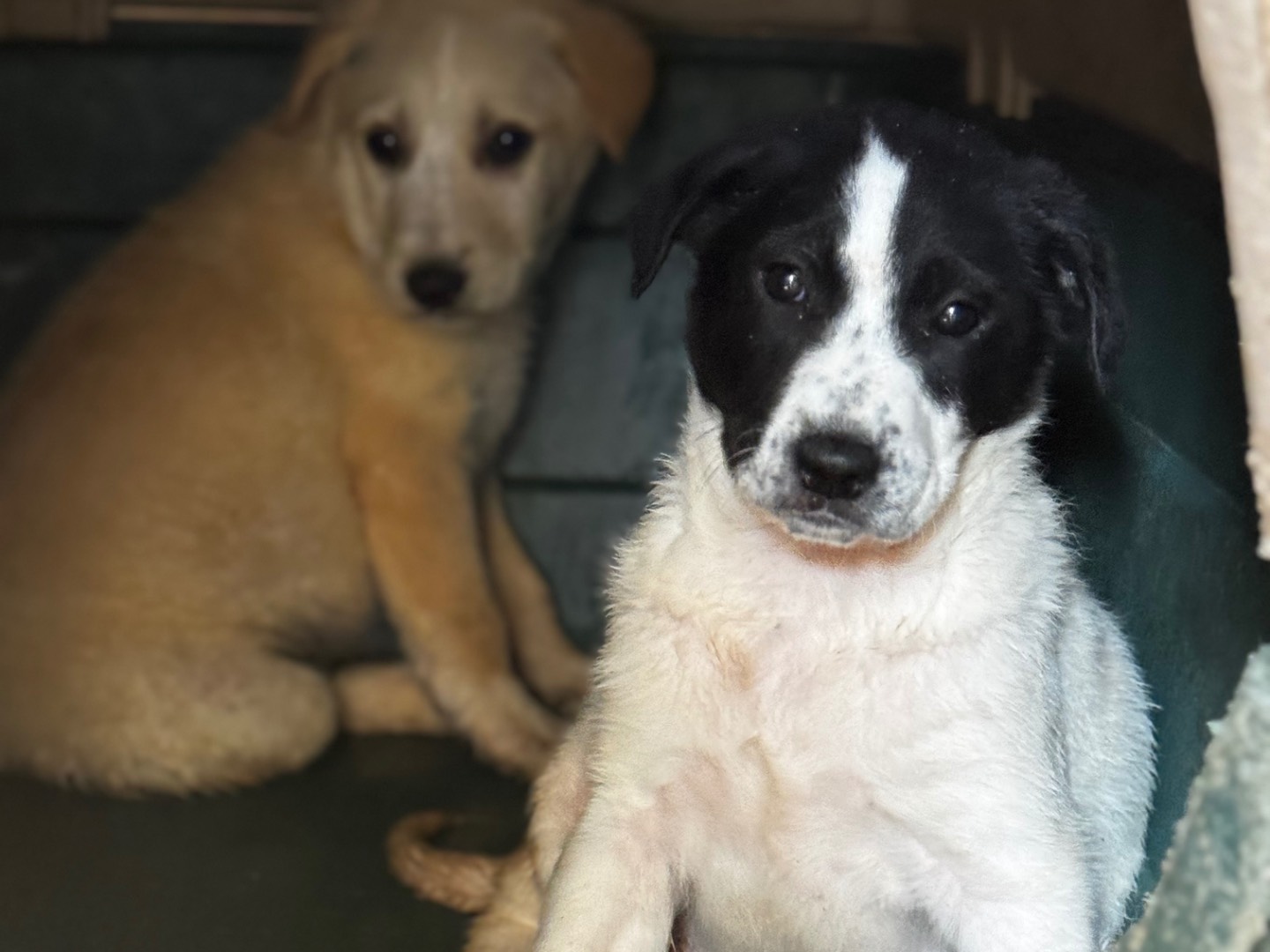 Adotta un cane, maschio, 2 mesi, Salerno