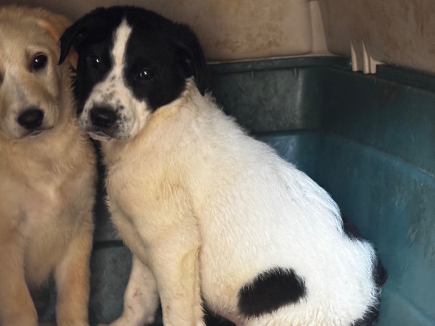 Adotta un cane, taglia media, maschio, Salerno