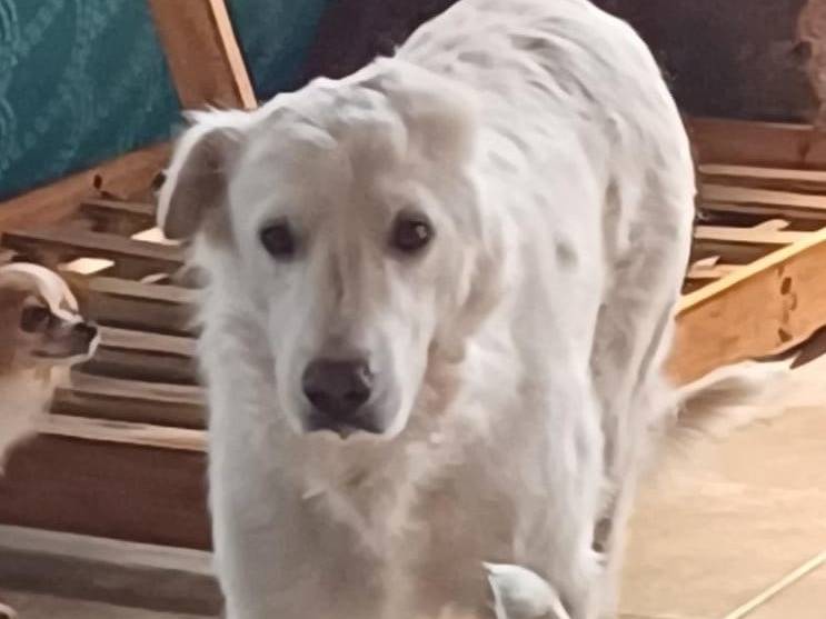 Adozione cane, maschio, Razza sconosciuta Razza sconosciuta, 11 anni e 2 mesi, taglia gigante, Mantova