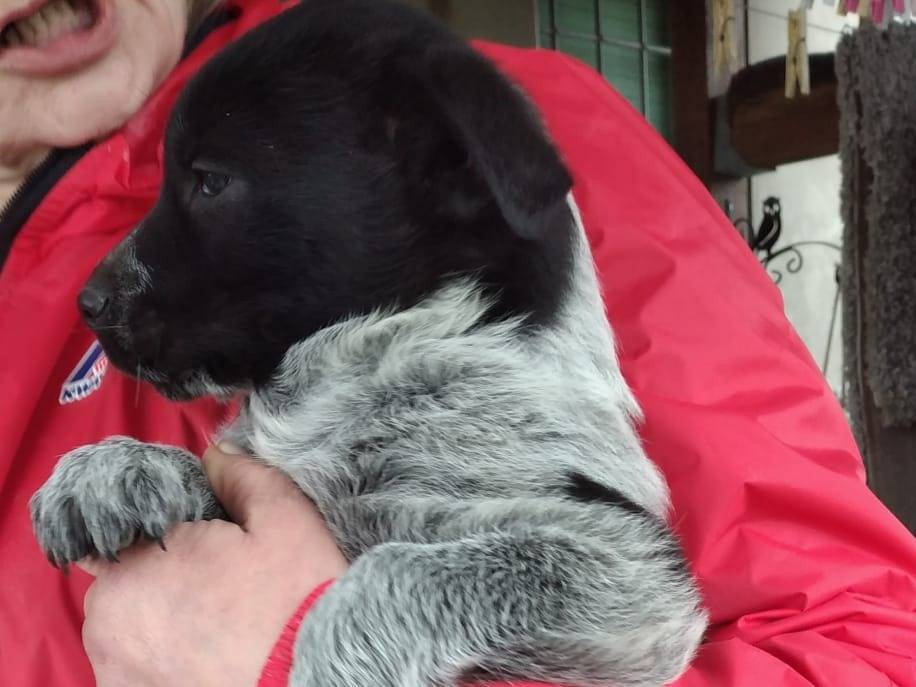 Adotta un cane, maschio, 2 mesi, Bologna