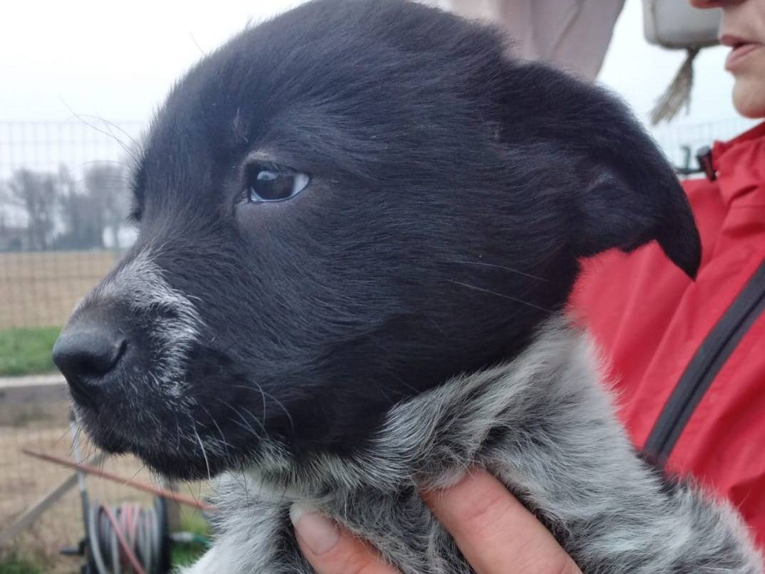 Adotta un cane, taglia media, maschio, Bologna