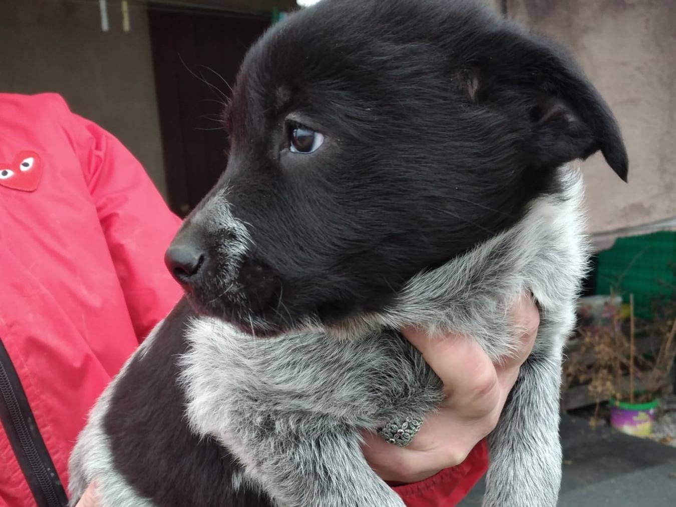 Vuoi adottare un cane a Bologna?